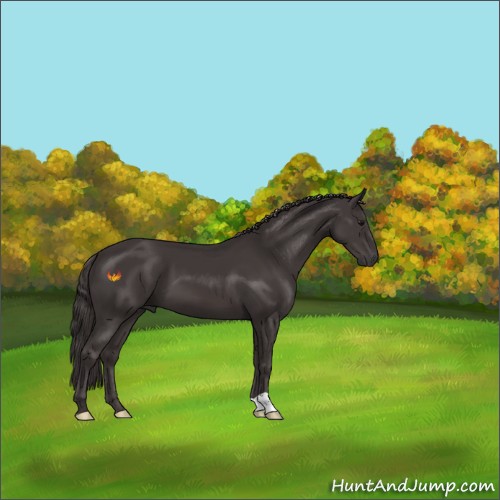 Horse Color:Smoky Black 