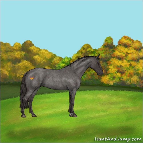 Horse Color:Smoky Blue Roan 