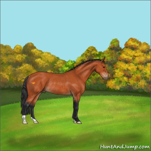 Horse Color:Bay Rabicano 