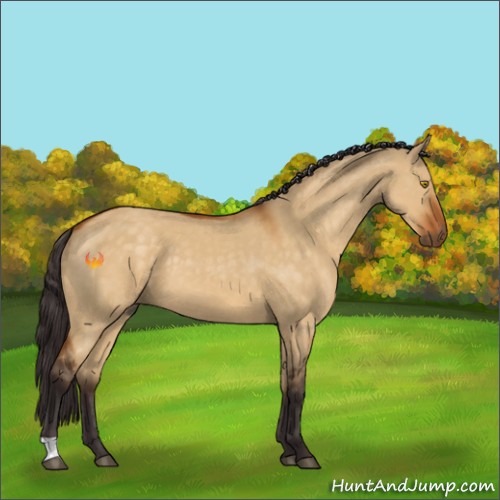 Horse Color:Buckskin Dun 