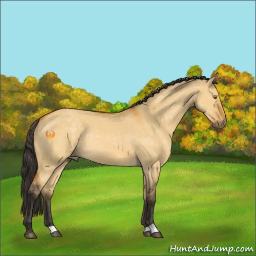 Horse Color:Buckskin Dun Rabicano 