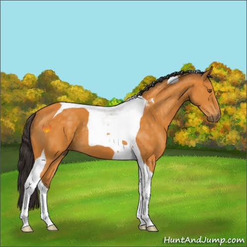 Horse Color:Buckskin Tobiano 