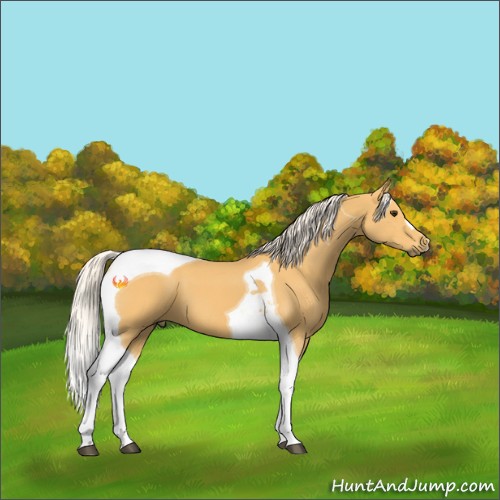 Horse Color:Palomino Tobiano 