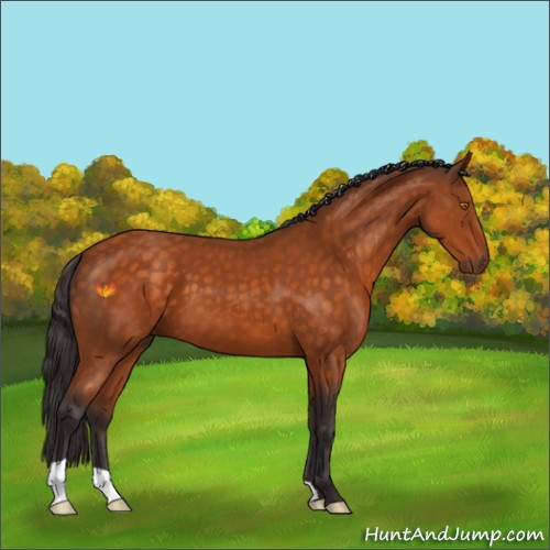 Horse Color:Buckskin 