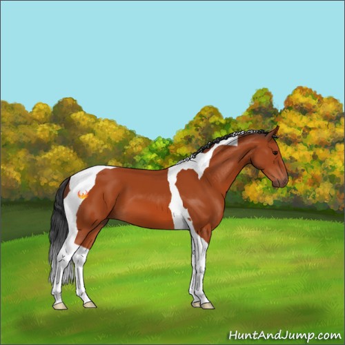 Horse Color:Bay Tobiano 