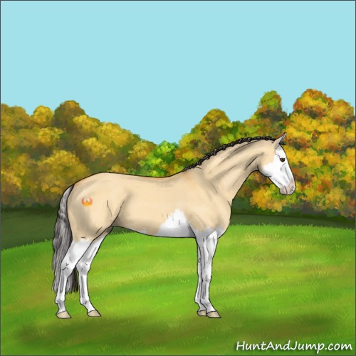 Horse Color:Buckskin Dun Splash 