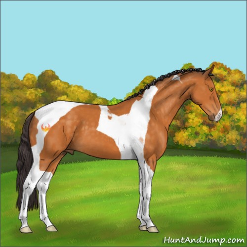 Horse Color:Buckskin Tobiano 