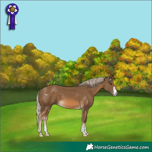 Horse Color:Chocolate Palomino 