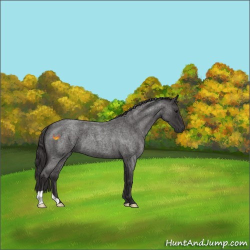 Horse Color:Smoky Blue Roan 