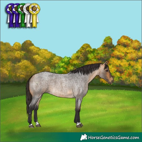 Horse Color:Buckskin Roan 