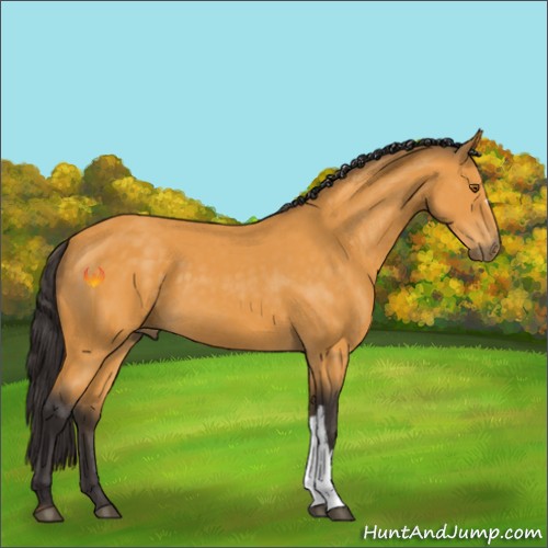 Horse Color:Buckskin 