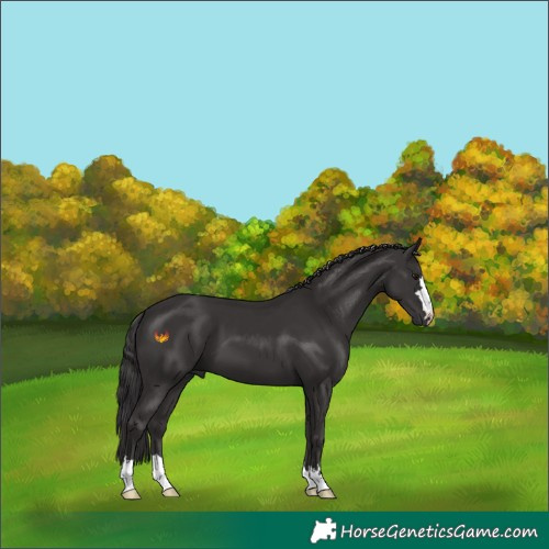 Horse Color:Smoky Black 