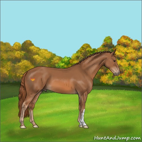 Horse Color:Chestnut 