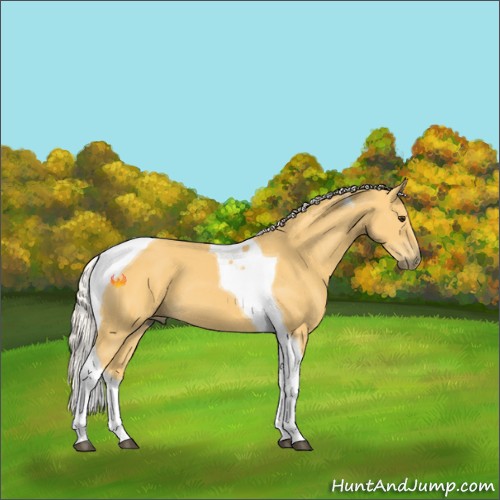 Horse Color:Palomino Tobiano 