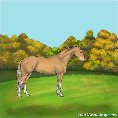 Horse Color:Palomino 