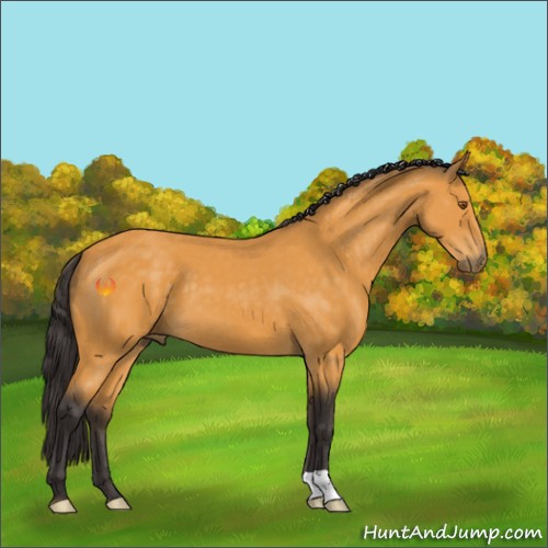 Horse Color:Buckskin 