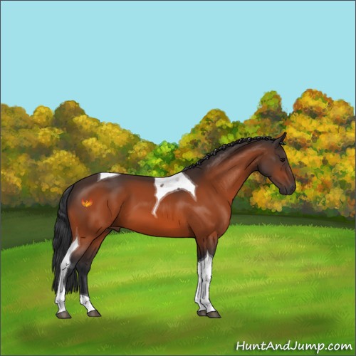 Horse Color:Bay Tobiano 