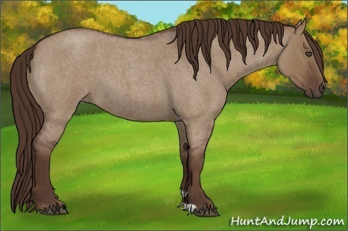 Horse Color:Liver Red Dun Roan 