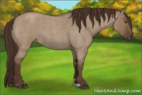 Horse Color:Liver Red Dun Roan
