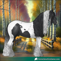 Horse Color:Black Tobiano 