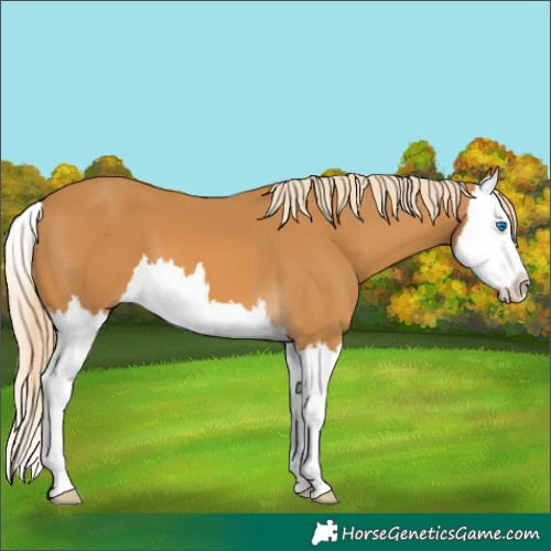 Horse Color:Palomino Splash 