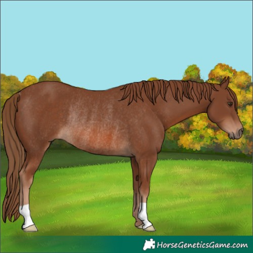 Horse Color:Chestnut Rabicano