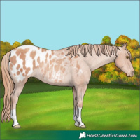 Horse Color:Gold Champagne Appaloosa Rabicano