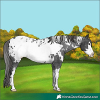 Horse Color:White Spotted Black Frame Appaloosa Rabicano 