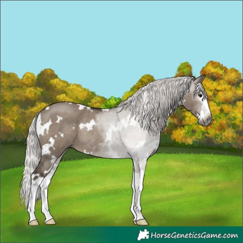 Horse Color:Gray White Spotted Silver Grullo Splash Rabicano 