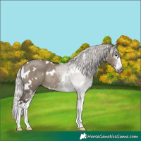 Horse Color:Gray White Spotted Silver Grullo Splash Rabicano 