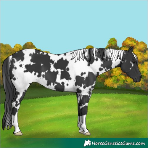 Horse Color:White Spotted Black 