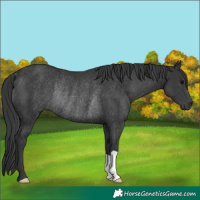Horse Color:Black Rabicano