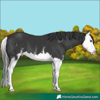 Horse Color:Black Sabino Splash 