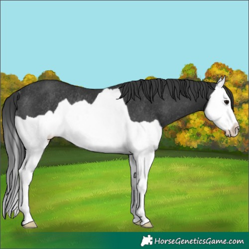Horse Color:Black Splash Rabicano 