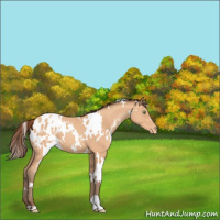 Horse Color:White Spotted Amber Champagne Blanket 