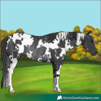 Horse Color:White Spotted Black Rabicano
