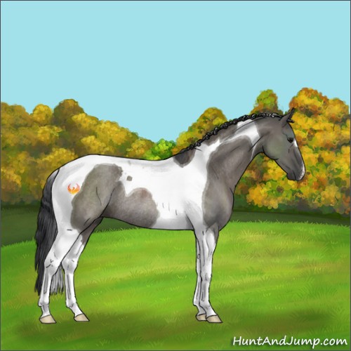 Horse Color:Grullo Tobiano Rabicano 