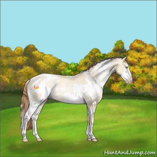 Horse Color:White Spotted Smoky Grullo Pearl Sabino Rabicano 