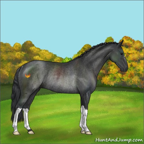 Horse Color:Black Rabicano 