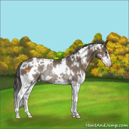 Horse Color:White Spotted Smoky Grullo Sabino Rabicano 