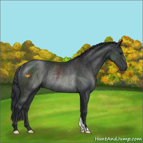 Horse Color:Black Rabicano 