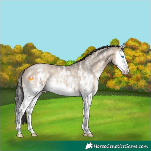 Horse Color:Brown Dun Sabino Splash Rabicano 