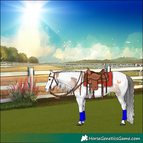 Horse Color:White Spotted Brown Dun Splash Tobiano Rabicano 