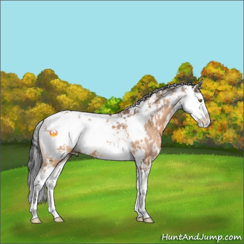 Horse Color:Brown Dun Sabino 