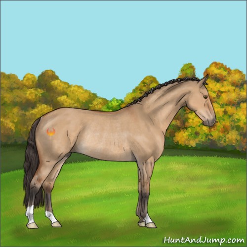 Horse Color:Bay Dun Rabicano 