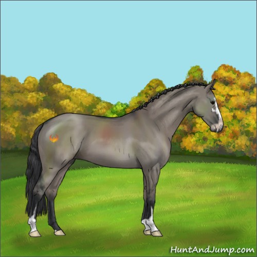 Horse Color:Grullo Sabino 