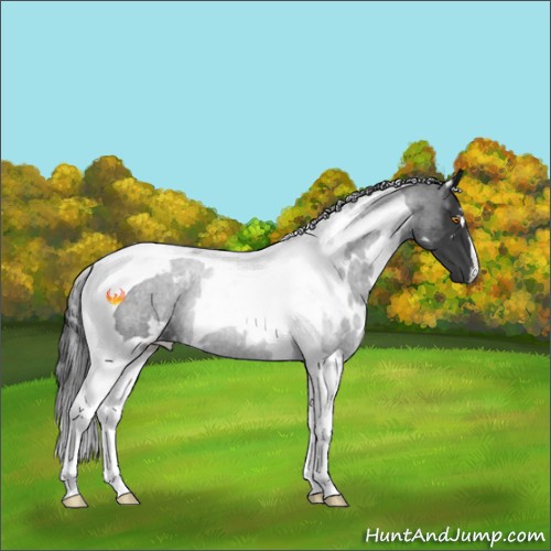 Horse Color:White Spotted Black Tobiano Rabicano 