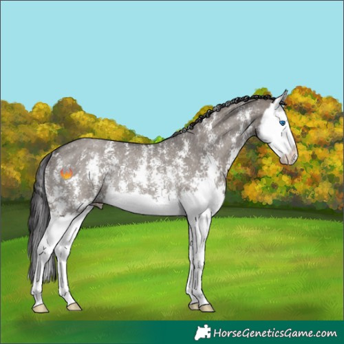 Horse Color:Smoky Grullo Sabino Splash Rabicano 