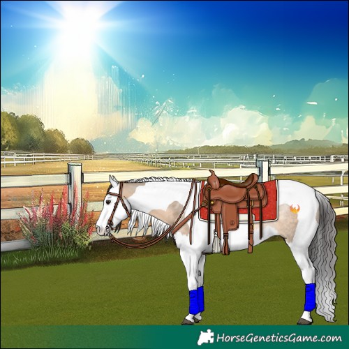 Horse Color:Brown Dun Splash Tobiano Rabicano 