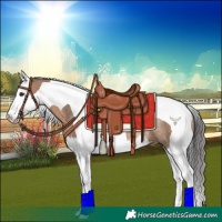 Horse Color:Brown Dun Splash Tobiano Rabicano 